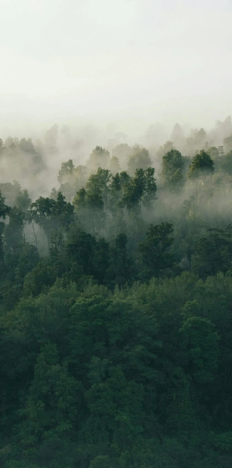 a misty, wild green forest - ecologic and sustainability symbol of circular watchmaking | CB watches