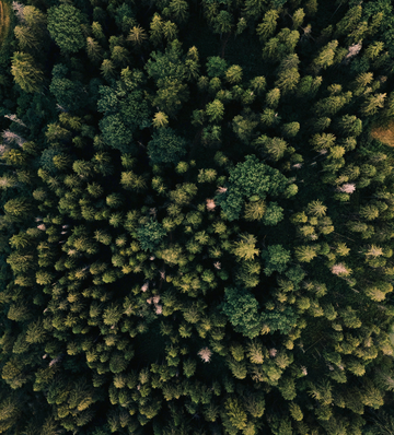 Natural forest with multiple green trees view from above